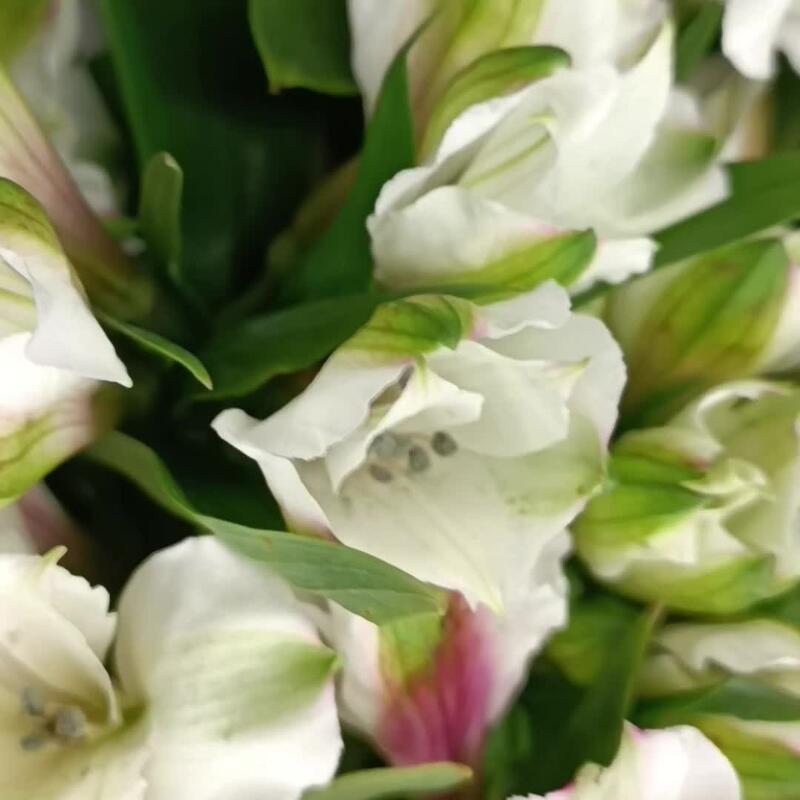 Букет из 15 белоснежных альстромерий 